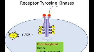 Receptor Tyrosine Kinases Newer Version [upl. by Frederigo929]