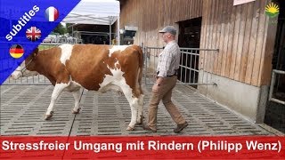 Stressfreier Umgang mit Rindern  Philipp Wenz zeigt Methode quotLow Stress Stockmanshipquot [upl. by Shuping]