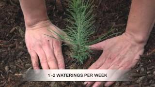 How to Grow Pine Trees from Seed [upl. by Hofstetter]