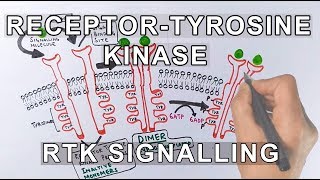 Receptor Tyrosine Kinase  RTK Signalling [upl. by Aydidey112]