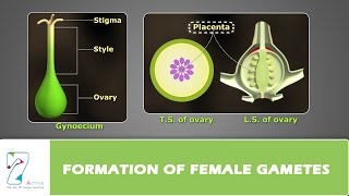 Formation of Female Gametes [upl. by Clarhe7]