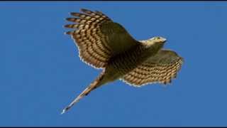 Sparrowhawk Bird Call Bird Song [upl. by Rafaelia205]