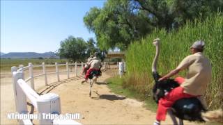 Ostrich Racing near Oudtshoorn Klein Karoo South Africa [upl. by Prinz928]