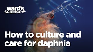 Caring and Culturing for Daphnia [upl. by Suoiluj188]