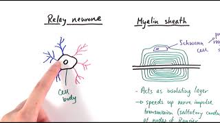 A2 Biology  Neurones OCR A Chapter 132 [upl. by Margarida]