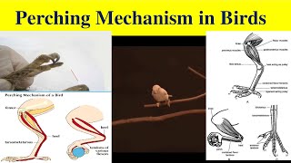 Perching Mechanism in Birds [upl. by Howzell]