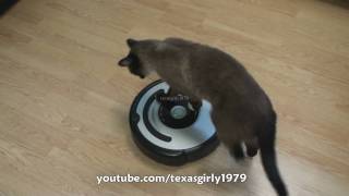 Cat shows HOW TO use iRobot Roomba Vacuum [upl. by Fein]