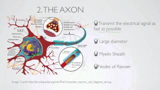 what is the axon [upl. by Greeson]