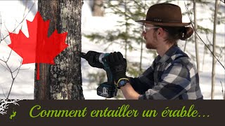 Comment Entailler un Érable  Enseigné par un arboriste [upl. by Siraval]