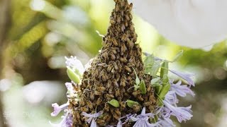 Beekeeping 101 Using a Bee Smoker [upl. by Hallock]