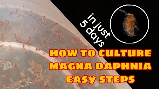 How to Culture Magna Daphnia Easily [upl. by Oicelem12]