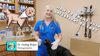 How to Treat Generalized Skin Infections on Cats [upl. by Aker]