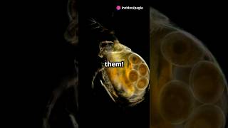 How to culture Daphnia for your Aquarium [upl. by Ube374]