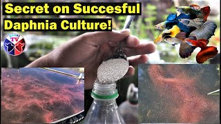 How to Culture Daphnia Successfully [upl. by Fidellas808]