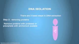 DNA ISOLATION  Simple Animated Tutorial [upl. by Siddra693]