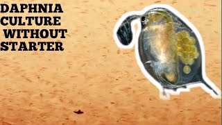 HOW TO CULTURE DAPHNIA NATURALLY WITHOUT A STARTER [upl. by Aivataj]