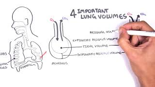 Lung Disease Pulmonary Fibrosis [upl. by Mord414]