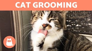 Why Do CATS GROOM Themselves 🐱👅 5 Reasons [upl. by Notlaw]