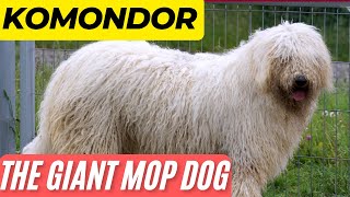 The GIANT MOP DOG  The KOMONDOR [upl. by Nnaira]