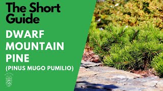 The Short Guide to the Dwarf Mountain Pine Pinus Mugo Var Pumilio [upl. by Lurlene]