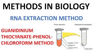 RNA extraction method  Guanidinium thiocyanate Phenol method [upl. by Nylinnej884]