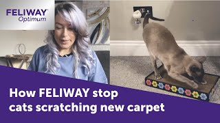 How FELIWAY Optimum stop cats scratching new carpet [upl. by Jeanelle]