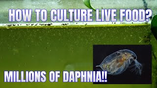 How to Culture Daphnia Secret Method to Breed MILLIONS  Simply Aquatic [upl. by Boot]