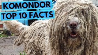 Komondor  TOP 10 Interesting Facts [upl. by Aropizt654]