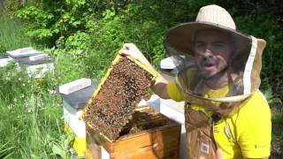 Beginner Beekeepers 3 Essential Skills [upl. by Scevor]