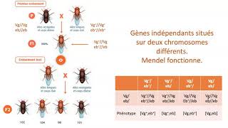 Gènes indépendants gènes liés avec ou sans Crossing over [upl. by Darb646]