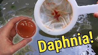 How I Culture Daphnia In Outdoor Tubs [upl. by Slin]