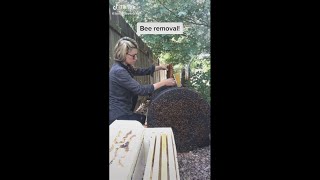 Beginner Beekeeping Ep 2  Situating your Flow™ Hive [upl. by Isleana480]