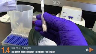 Monarch Total RNA Miniprep Protocol Video [upl. by Aihsened]