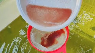 How to culture daphnia  Daphnia culture  How to grow daphnia outdoor [upl. by Roch105]