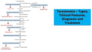 Tyrosinemia  Biochemistry  NEET PG [upl. by Lerrud441]