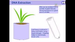 DNA extraction from plants [upl. by Leunamnauj780]