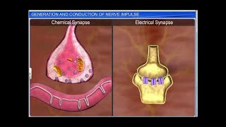 CBSE Class 11 Biology  Generation amp Conduction of Nerve Impulse [upl. by Pauline126]