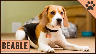 Beagle  Dog Breed Information [upl. by Levania]