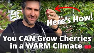 How Were Growing TONS of Cherries in SOUTHERN CALIFORNIA  Planting Low Chill Cherry Trees [upl. by Slaohcin]