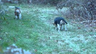 Brace Beagles on the Rabbits Trail During AKC Field Trial [upl. by Virendra66]