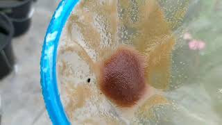 How to culture daphnia moina in a small container Part 1 English Subtitle [upl. by Nlycaj861]