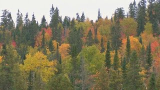 La semaine verte  Érablière mystère [upl. by Natalia711]