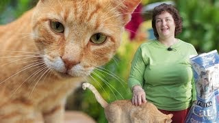 Deworming Cats Naturally Prevent Roundworms amp Tapeworms in Cats [upl. by Midas]