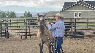 On the roadAgain Halter Breaking a Colt [upl. by Armbrecht574]