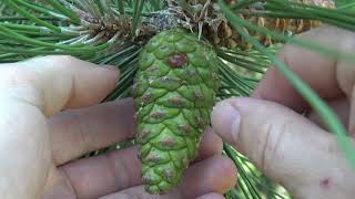 Identifying Austrian pine [upl. by Opportina686]