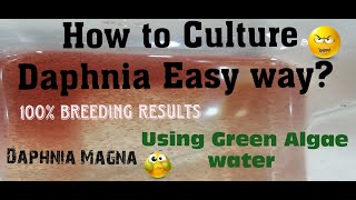 Daphnia MagnaHow to Culture Daphnia Easy wayCulturing Daphnia using Green water Daphnia [upl. by Asiil566]