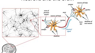 Neural Networks 3 axons dendrites synapses [upl. by Sucramej992]