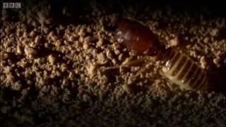 Defending the ant nest from intruders  Ant Attack  BBC [upl. by Suoivatram]