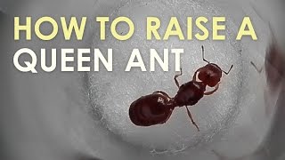 How To Raise A Queen Ant [upl. by Eemla]