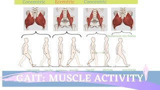 Gait Muscular Activity amp Action [upl. by Ahsai]